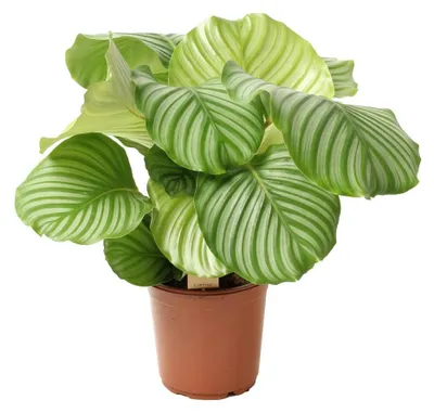Produktbild von Calathea orbifolia ca. 35 cm - Korbmarante - Zimmerpflanze