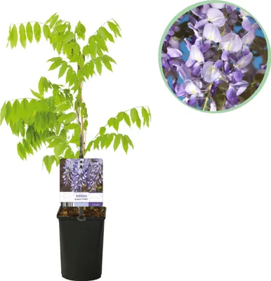 Zdjęcie produktu dla Wisteria - Wisteria floribunda Prolific - Flower Blue - 1 roślina - 30-40cm - Ø10cm - Roślina ogrodowa