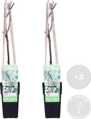 Zdjęcie produktu dla Bloomique - Zestaw 2 szt. - Wisteria floribunda Alba - Roślina pnąca Blue Rain - Biała - Rośliny pnące - Rośliny ogrodowe - Odporne na zimę - Wysokość 50-70 cm - Doniczka 15 cm