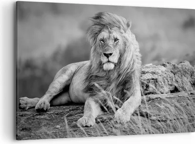 Produktbild von Bild auf Leinwand - Leinwandbild - Löwe Tier Natur - 120x80cm - Wand Bild - Wanddeko - Wandbilder - Leinwanddruck - Bilder - Kunstdruck - Wanddekoration - Leinwand bilder - Wandkunst - AA120x80-3931