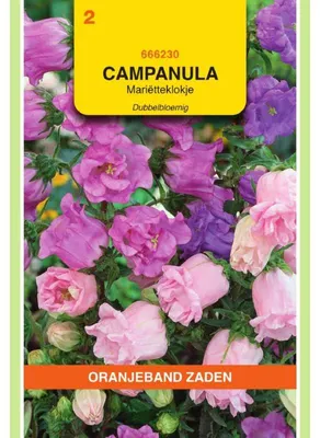 Obrázok produktu pre Oranjeband Campanula Med. Calycanthema – 1 balenie semien