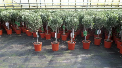 Produktbild von Olivenbaum Stamm Olive 80 - 100 cm hoch, beste Qualität, Olea Europaea