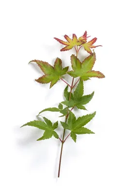 Produktbild von Acer palmatum 'Herhaim', Japanischer Ahorn, 80–100 cm