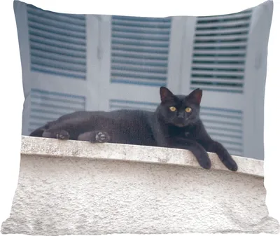 Produktbild von MuchoWow® Zierkissen Sofakissen Wohnzimmer Dekokissen 45x45 cm Katze - Schwarz - Fensterläden - Mädchen - Kinder - Jungen - Kind - Schlafpolster - Polster für das Sofa
