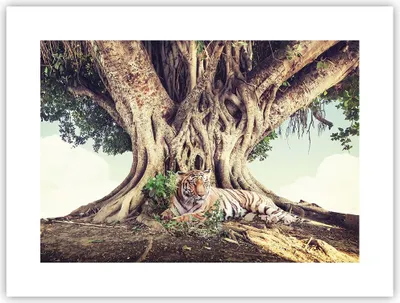 Produktbild von Poster - Poster ohne Rahmen - Tiger Wild Baum - 40x30 cm - Wand Bild - Wanddeko - Wandbilder - Kunstposter - Wandposter - Bilder - Kunstdruck - Wanddekoration - Wandbild - P2XAA40x30-5124