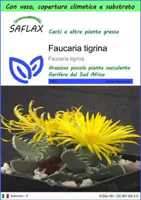 Immagine prodotto di SAFLAX Garden to go - Faucaria tigrina - 40 semi - Faucaria