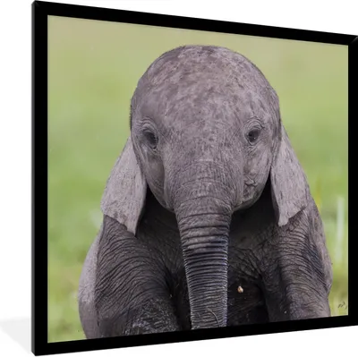 Produktbild von MuchoWow® Gerahmtes Poster Porträt eines Elefantenbabys 40x40 cm - Poster mit Schwarzem Bilderrahmen Wandposter Rahmen Foto Bilder - Mit Rahmen - Wanddekoration Schlafzimmer