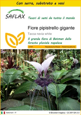 Immagine prodotto di SAFLAX Insieme di coltivazione - Fiore pipistrello gigante - 10 semi - Tacca