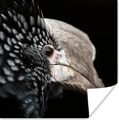 Produktbild von MuchoWow® Poster Vogel - Schnabel - Federn 75x75 cm - Wand Dekoration