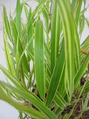 Produktbild von Hakonechloa macra Albo Striata - Japan Silberbandgras