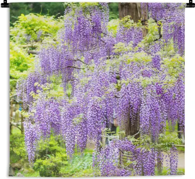 Produktbild von MuchoWow® Wandteppich Wandbehang Lila Glyzinie auf grünem Hintergrund 60x60 cm Tapisserie Dekoration Wandtuch - Dekorationen - Wand Decke