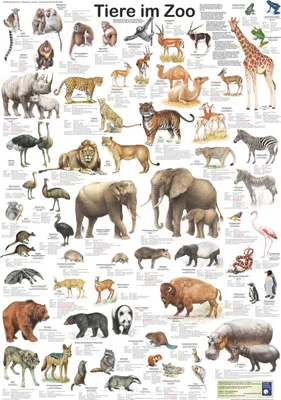 Produktbild von Tiere im Zoo Poster deutsch DIN A1 59,4 x 84,1 cm
