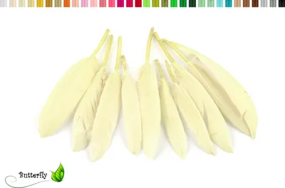 Produktbild von 10 Entenfedern ca. 10-15cm, Farbauswahl:ivory / elfenbein 810