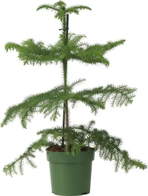 Zdjęcie produktu dla Araukaria wyniosła - Araucaria heterophylla - Wysokość 45-55cm - ⌀14cm