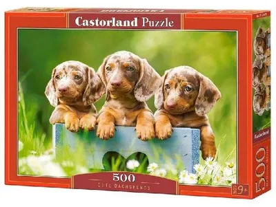 Produktbild von Castorland Puzzles mit 500 Teilen, Motiv: Süße Dackel, Tierpuzzle, Hunde, Welpen, Puzzle für Erwachsene, Castorland B-53605