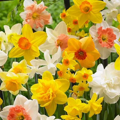 Produktbild von 15er-Mix - Narzisse - Narzisse - Blumenmischung für den ganzen Frühling - Farbmischung - Blumenzwiebeln - Frühlingsblüher - wird 15-35 cm groß