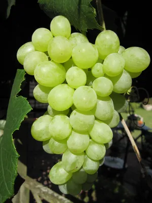 Produktbild von Vitis vinifera Ortega, frühreifend, Muskat-Pfirsicharoma, Mehltaufest