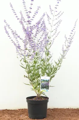 Produktbild von Perovskia atriplicifolia 'Blue Spire', Silberstrauch, blau, 40–60 cm