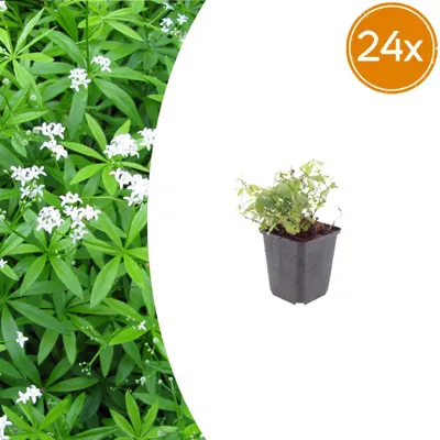 Immagine prodotto di Galium odoratum | 24 pezzi - 10-25cm - Ø9cm - Pianta da giardino
