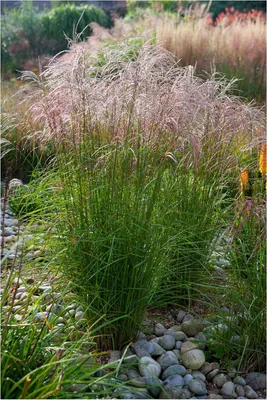 Produktbild von Stauden Gänge 10 x Miscanthus sinensis 'Flamingo' im 1 Liter Topf - Chinaschilf - Ziergras mit sanftem Farbspiel und Leichtigkeit - Winterhart
