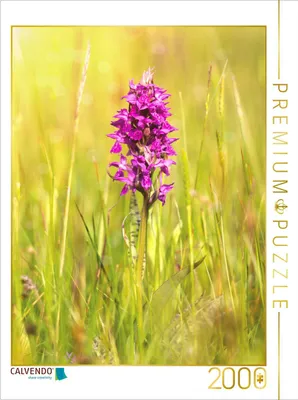 Produktbild von CALVENDO Puzzle Breitblättriges Knabenkraut 2000 Teile Puzzle hoch | 2000 Teile Lege-Größe 90x67cm Foto-Puzzle für glückliche Stunden