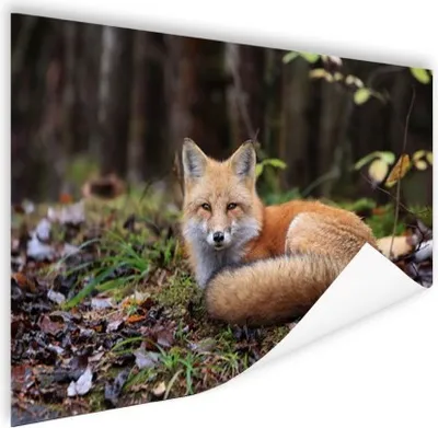 Produktbild von MuchoWow® Poster Fuchs - Wald - Tier 90x60 cm - Schlafzimmer