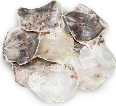 Produktbild von Placuna placenta, ca. 0,5 kg, ca. 10-12cm | Große Perlmuttscheiben | Sattel-Fenstermuschel | Perlmutt-Platten | Perlmutt-Scheiben | Capiz-Perlmuttscheiben | Muscheln und Schnecken
