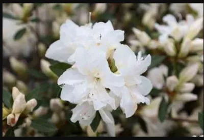 Produktbild von Azalea japonica Weib - Japanische Azalee 30 - 40 cm - Container