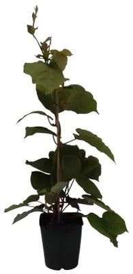 Produktbild von Hayward weibliche Kiwipflanze 40-60 cm groß und gestäbte kräftige Kiwi im 2-3,5 Liter Topf