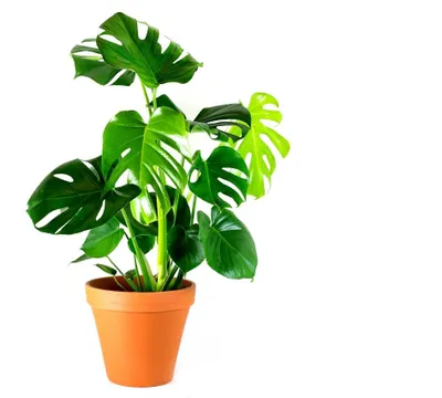 Obrázok produktu pre Gardners Monstera deliciosa, priemer 17 cm