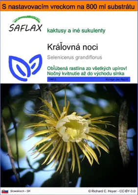 Obrázok produktu pre SAFLAX Garden in the bag - Kráľovná noci - Selenicerus grandiflorus - 40 Semená - S pestovateľským substrátom v praktickom samostaviteľnom vrecku