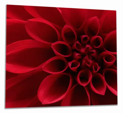 Produktbild von Wallario Herdabdeckplatte aus Glas, Größe 60 x 52 cm 1-teilig, Motiv Rote Dahlienblüte in Nahaufnahme