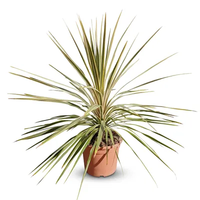 Produktbild von Cordyline Australis - Winterharte Pflanze 100 cm