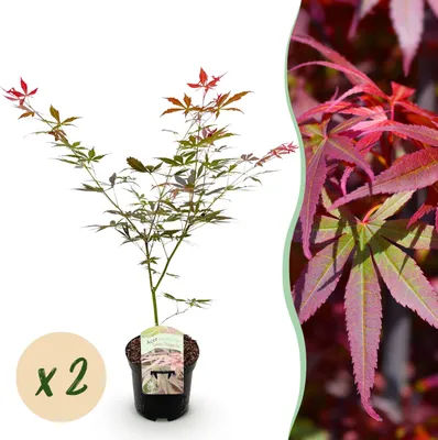Image de Plante de terrasse - Erable Japonais - Acer palmatum Sumi-nagashi - Rouge - 2 Plantes - Caduque - 60-70cm - Ø25cm - Plante de jardin