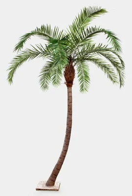 Produktbild von artplants.de Künstliche Phönix Palme, gebogener Stamm, Deluxe, 390cm - hochwertige Kunstpalme - Palme künstlich