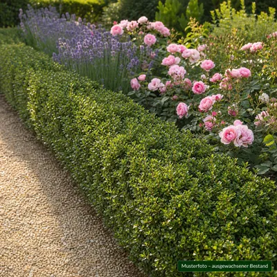 Produktbild von Stauden Gänge 100 x Ilex crenata 'Stokes' - Niedriger Berg Ilex - Zeitlose Schönheit für Ihren Garten - Top für Hecken - Buchsbaum Ersatz / Immergrün