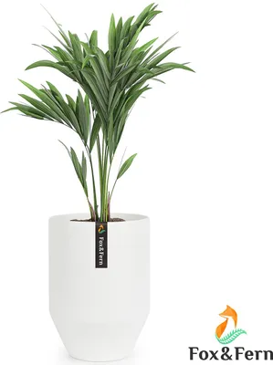 Image de Fox & Fern Pot de fleurs avec bouchon, grand pot de fleurs pour intérieur/extérieur, pot de fleurs résistant aux UV et au gel, pots de fleurs en polystone blanc, pot de fleurs de 25 cm de diamètre, grand pot pour plantes d'intérieur