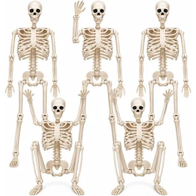 Produktbild von 5er Halloween Skelett 40 cm mit beweglichen Gelenken, Posierbar&zum Aufhängen, Ganzkörper Skelett Dekoration, Grusel-Deko für Zuhause, Party, Spukhaus