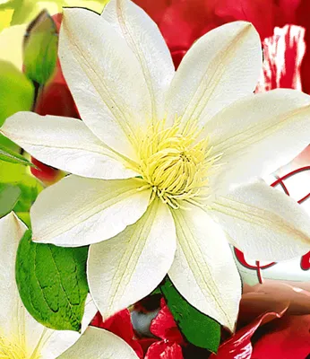 A close-up of a white clematis flower with yellow stamens, surrounded by green leaves and red petals. The background is a blur of colors.