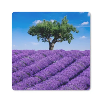 Produktbild von MuchoWow® Mauspad Mousepad Eine Nahaufnahme eines Lavendelfeldes 30x30 cm - Mousepads - Maus Mat - Pad - Mausunterlage - Gaming