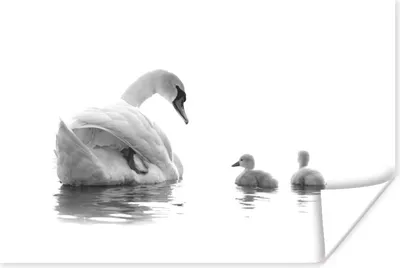 Produktbild von MuchoWow® Poster Schwan mit Küken - schwarz und weiß 120x80 cm - Bilder