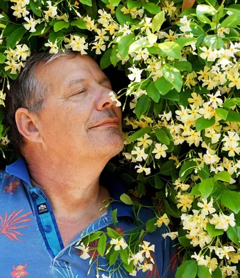 Produktbild von BALDUR Garten 1x Winterharter Jasmin 'Star of Toscane®' duftend, Trachelospermum jasminoides, pflegeleicht, blühend, immergrün, winterharte Kletterpflanze, lange Blütezeit