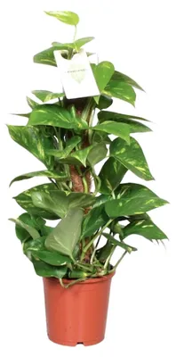 Image de Epipremnum Pinnatum Vigne moussue Scindapsus - 50-60cm - Ø15cm - Plante d'intérieur - Vert persistant