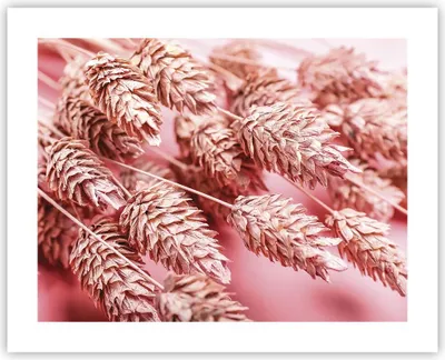 Produktbild von Poster - Poster ohne Rahmen - Klinge Gras getrocknet - 50x40 cm - Wand Bild - Wanddeko - Wandbilder - Kunstposter - Wandposter - Bilder - Kunstdruck - Wanddekoration - Wandbild - P2XAA50x40-5120