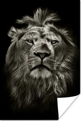 Produktbild von MuchoWow® Poster Löwe - Tiere - Porträt - Wildtiere - Schwarz und weiß 40x60 cm - Plakate für die Wand - Poster Babyzimmer