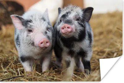 Produktbild von MuchoWow® Poster Schwein - Tiere - Ferkel 180x120 cm - Fotoplakat