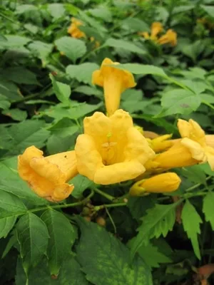 Produktbild von Campsis radicans Yellow Trumpet - Trompetenblume Jasmintrompete Klettertrompete Klettertrompete Trompetenwein Trompetenwinde -  80-100 cm