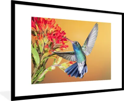 Produktbild von MuchoWow® Gerahmtes Poster Vogel - Kolibri - Blumen 90x60 cm - Poster mit Schwarzem Bilderrahmen Wandposter Rahmen Foto Bilder - Wanddekoration - Fotos