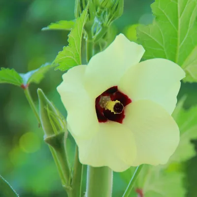 Image de Gombo (Abelmoschus esculentus)  - 20 graines