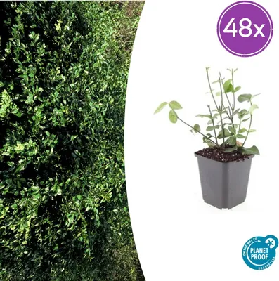 Productafbeelding van Euonymus fort. 'Coloratus' | 48 stuks - 10-25cm - Ø9cm - Tuinplant